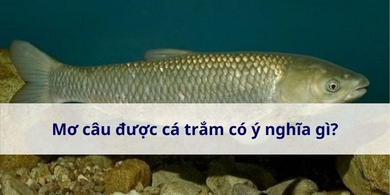 Mơ câu được cá trắm là điềm báo gì? Đánh số mấy? 5 Mo-cau-duoc-ca-tram (1)